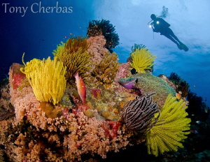 Krackafat on the calm side by Tony Cherbas 